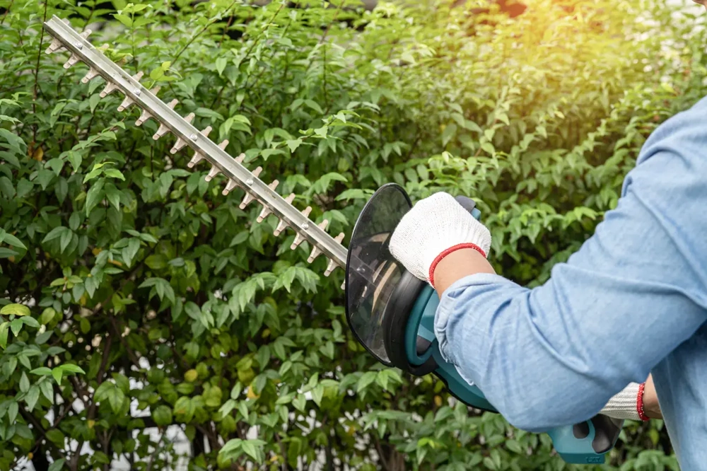 Elektrische Heckenschere beim Heckenschnitt einer dichten Hecke