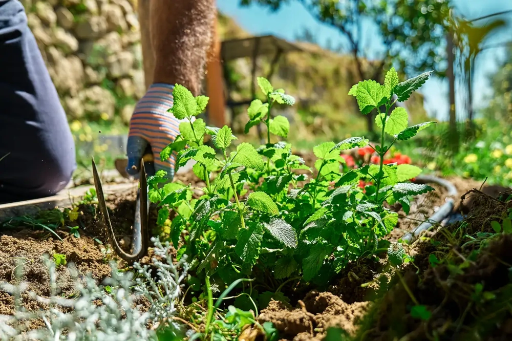 Gärtner hakt mit Handschaufel Erde rund um Pflanze im Beet (Gartenpflege)