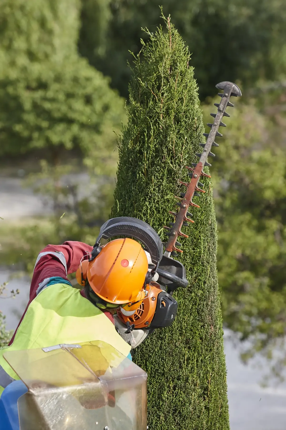 Mitarbeiter mit Schutzhelm und Gehörschutz bei Heckenschnitt einer konisch geschnittenen Hecke im Garten