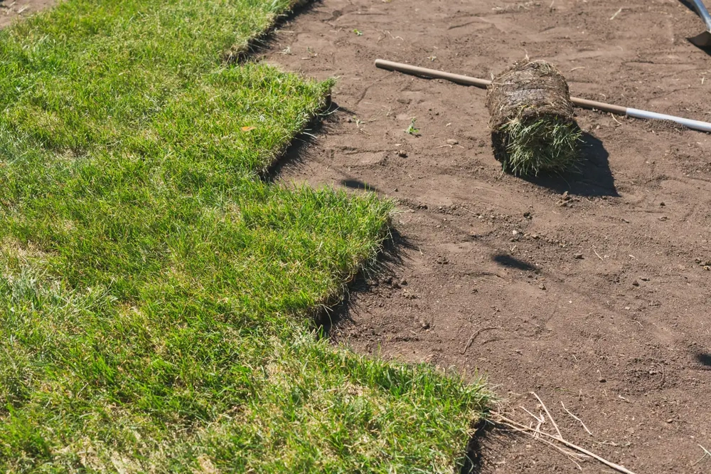 Rollrasen verlegen auf vorbereitetem Boden mit ausgerollten Grasbahnen und Rechen