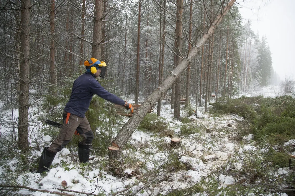Arbeiter mit Schutzhelm und Gehörschutz bei Baumfällung im verschneiten Wald
