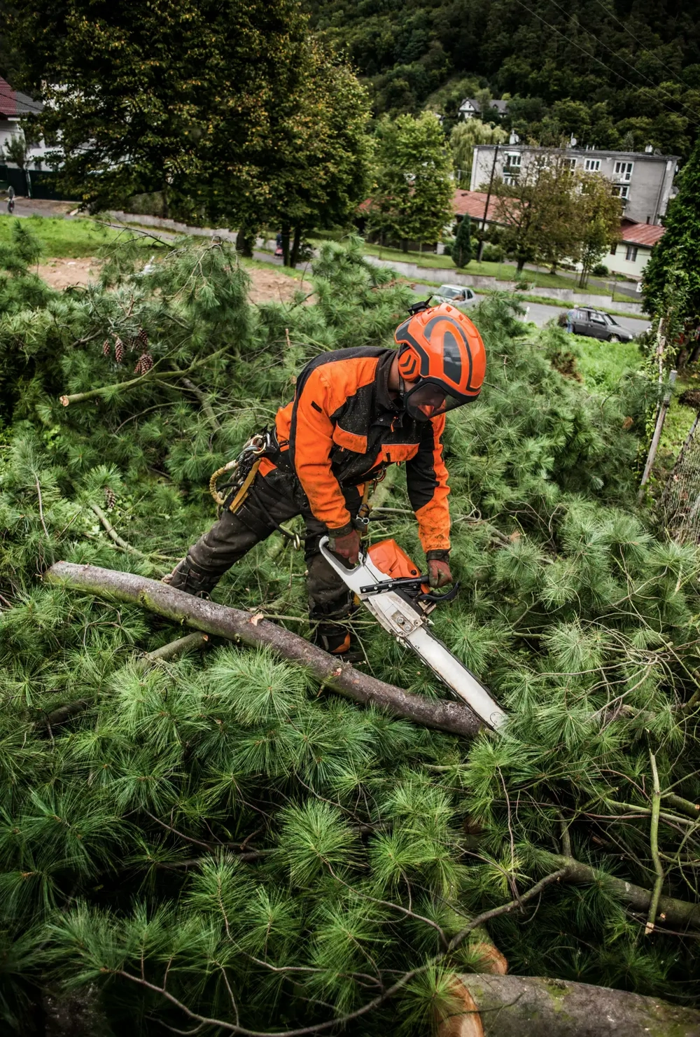 Arbeiter mit Schutzkleidung zersägt einen gefällten Nadelbaumstamm mit Kettensäge im Rahmen der Baumfällung im Garten