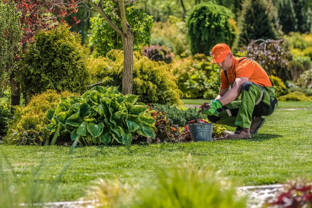Gärtner kniet im Gartenbeet und führt Gartenpflege durch